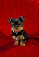 Bea, a female Yorkshire Terrier for sale in Gaffney, SC – Photo 7 of 10