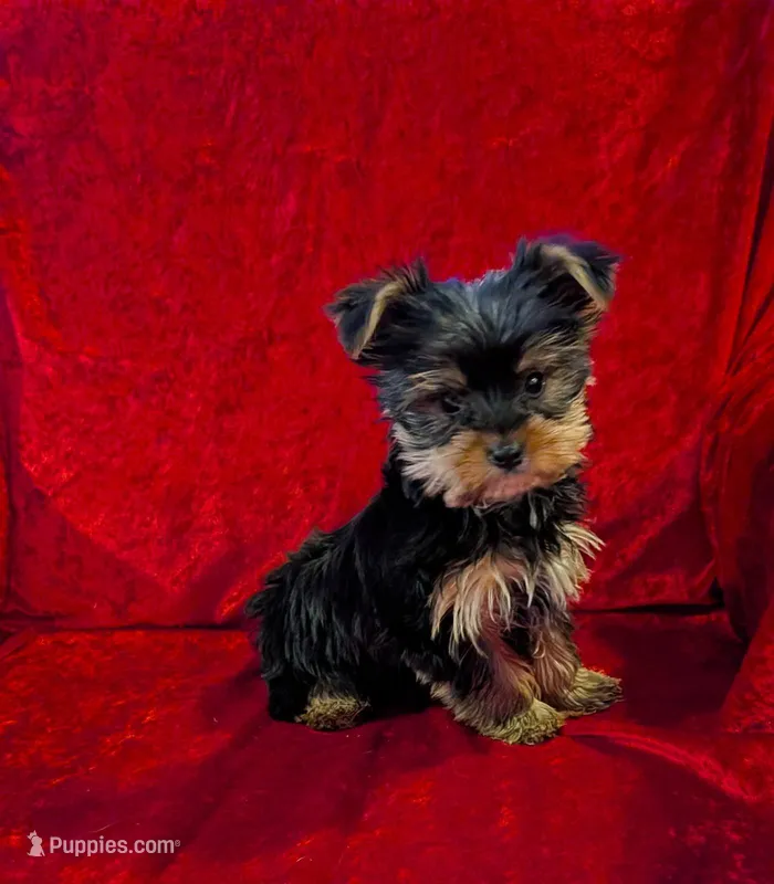 Bea, a female Yorkshire Terrier for sale in Gaffney, SC – Photo 1 of 10