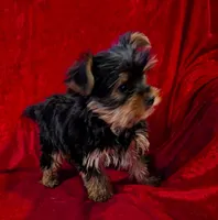 Bea, a female Yorkshire Terrier for sale in Gaffney, SC – Photo 6 of 10