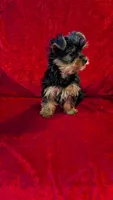 Bea, a female Yorkshire Terrier for sale in Gaffney, SC – Photo 3 of 10