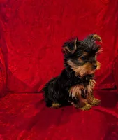 Bea, a female Yorkshire Terrier for sale in Gaffney, SC – Photo 8 of 10