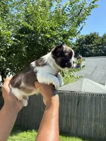 Kurly, a male French Bulldog for sale in Warwick, RI – 3 of 3