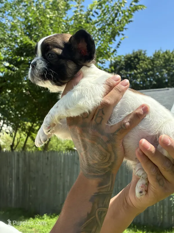 Kurly – French Bulldog puppy for sale in Warwick, RI
