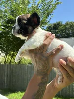 Kurly, a male French Bulldog for sale in Warwick, RI – 1 of 3