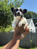 Kurly, a male French Bulldog for sale in Warwick, RI – 2 of 3