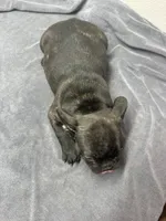 Robin, a female French Bulldog for sale in San Juan, TX – 6 of 8
