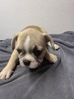 Bubba, a male French Bulldog for sale in San Juan, TX – 4 of 5