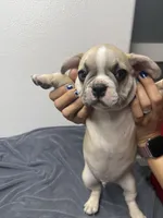 Bubba, a male French Bulldog for sale in San Juan, TX – 3 of 5