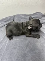 Robin, a female French Bulldog for sale in San Juan, TX – 4 of 8