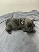 Robin, a female French Bulldog for sale in San Juan, TX – 3 of 8
