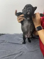 Robin, a female French Bulldog for sale in San Juan, TX – 8 of 8