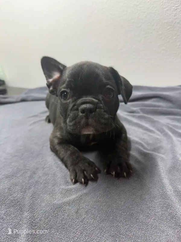Robin – French Bulldog puppy for sale in San Juan, TX