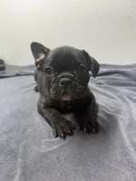 Robin, a female French Bulldog for sale in San Juan, TX – 1 of 8
