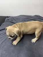 Bubba, a male French Bulldog for sale in San Juan, TX – 2 of 5