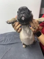 Sheperd, a male French Bulldog for sale in San Juan, TX – 7 of 7