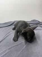 Oreo, a male French Bulldog for sale in San Juan, TX – 2 of 6