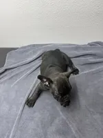 Oreo, a male French Bulldog for sale in San Juan, TX – 4 of 6