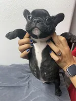 Oreo, a male French Bulldog for sale in San Juan, TX – 6 of 6