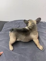 Sheperd, a male French Bulldog for sale in San Juan, TX – 6 of 7
