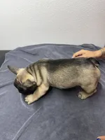 Sheperd, a male French Bulldog for sale in San Juan, TX – 4 of 7