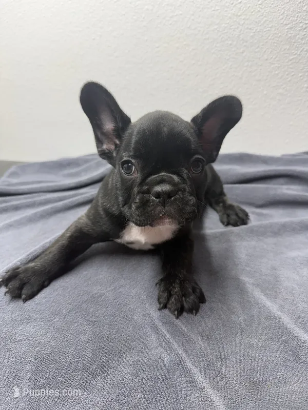Oreo – French Bulldog puppy for sale in San Juan, TX