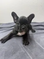 Oreo, a male French Bulldog for sale in San Juan, TX – 1 of 6