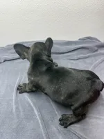 Oreo, a male French Bulldog for sale in San Juan, TX – 5 of 6
