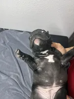 Robin, a female French Bulldog for sale in San Juan, TX – 5 of 8