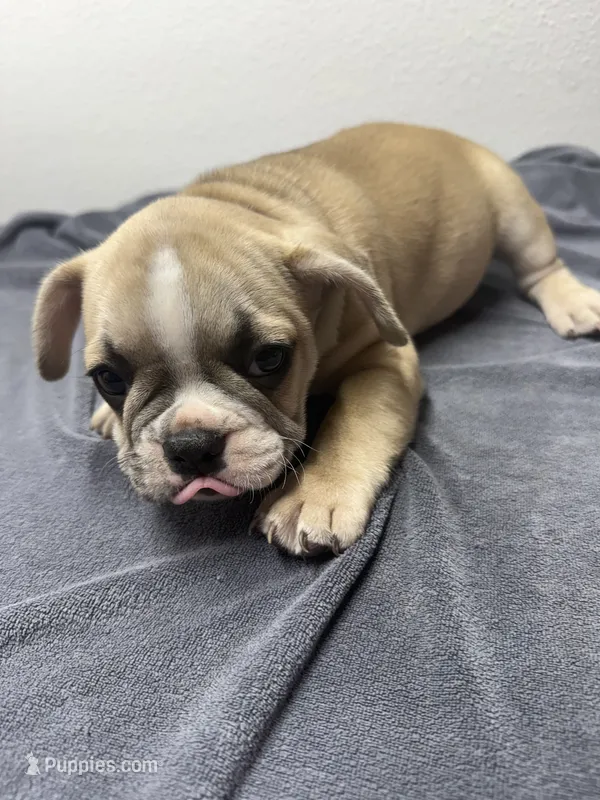Bubba – French Bulldog puppy for sale in San Juan, TX