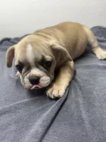 Bubba, a male French Bulldog for sale in San Juan, TX – 1 of 5