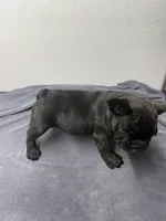 Oreo, a male French Bulldog for sale in San Juan, TX – 3 of 6