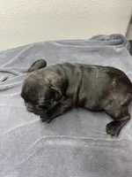 Robin, a female French Bulldog for sale in San Juan, TX – 2 of 8