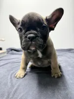 Sheperd, a male French Bulldog for sale in San Juan, TX – 1 of 7