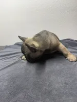 Sheperd, a male French Bulldog for sale in San Juan, TX – 3 of 7