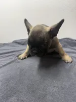 Sheperd, a male French Bulldog for sale in San Juan, TX – 2 of 7