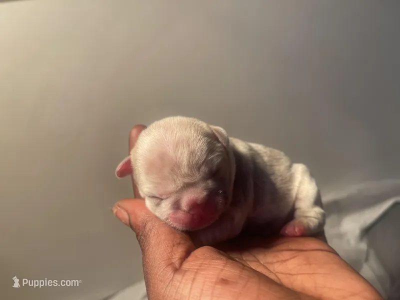 London  – French Bulldog puppy for sale in Baton Rouge, LA