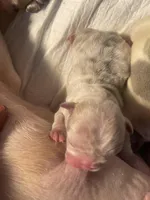 London , a female French Bulldog for sale in Baton Rouge, LA – Photo 3 of 3