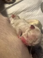 London , a female French Bulldog for sale in Baton Rouge, LA – Photo 2 of 3