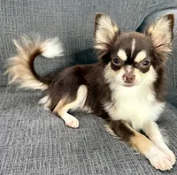 Coco long hair , a male Chihuahua for sale in Los Fresnos, TX – 7 of 7