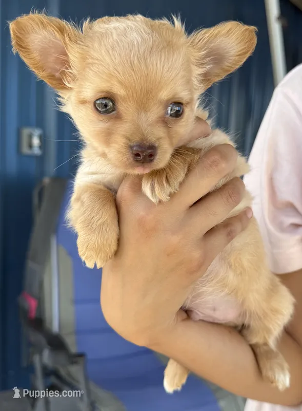 Ozzy long hair – Chihuahua puppy for sale in Los Fresnos, TX