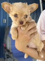Ozzy long hair, a male Chihuahua for sale in Los Fresnos, TX – 1 of 4
