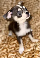 Eleanor blue tri, a female Chihuahua for sale in Los Fresnos, TX – 4 of 6