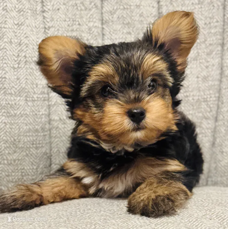 Jerry  – Yorkshire Terrier puppy for sale in Los Fresnos, TX