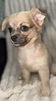 May long hair , a female Chihuahua for sale in Los Fresnos, TX – 4 of 4