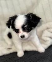 Oreo long hair , a female Chihuahua for sale in Los Fresnos, TX – 2 of 3
