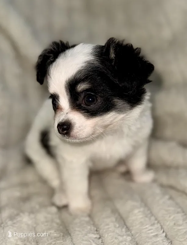 Oreo long hair  – Chihuahua puppy for sale in Los Fresnos, TX