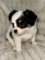 Oreo long hair , a female Chihuahua for sale in Los Fresnos, TX – 1 of 3