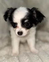 Oreo long hair , a female Chihuahua for sale in Los Fresnos, TX – 3 of 3