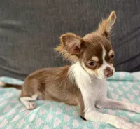 Maple long hair , a female Chihuahua for sale in Los Fresnos, TX – 4 of 6