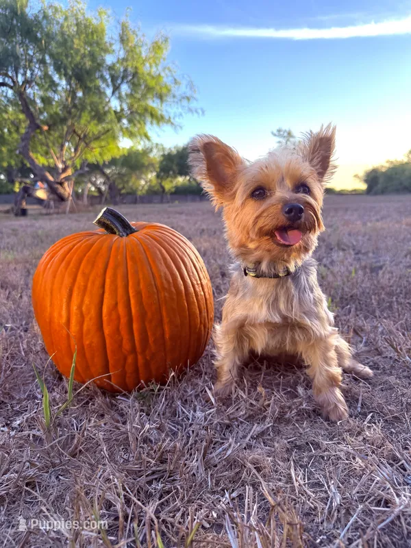 Brie – Yorkshire Terrier puppy for sale in Los Fresnos, TX